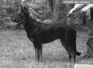 Leslie des Assiers | Beauceron 