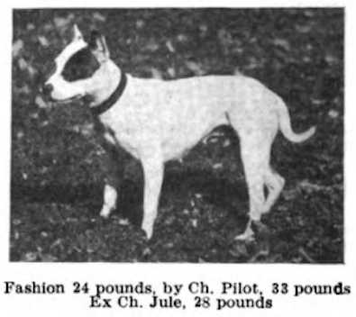 Fashion (Pilot 32842 x Ch Jule) | American Pit Bull Terrier 