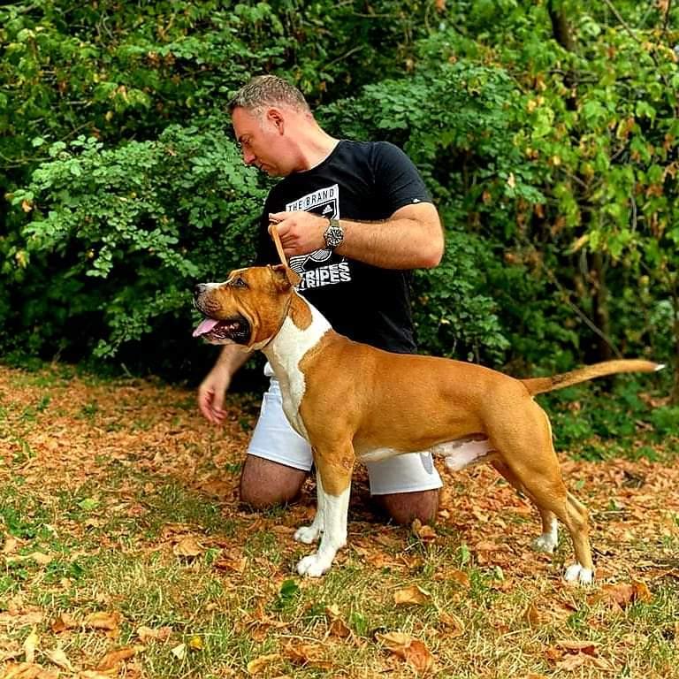 Hugo Cosa Nostra Impero | American Staffordshire Terrier 