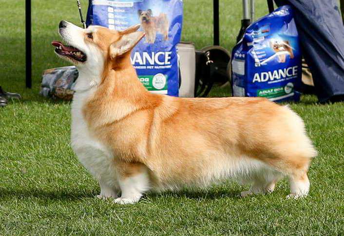 Dwynella 'Q' Behind Me | Pembroke Welsh Corgi 