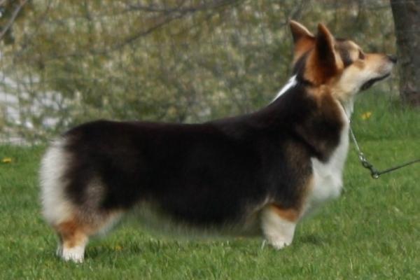 Wendt Worth Chariots Of Fire | Pembroke Welsh Corgi 