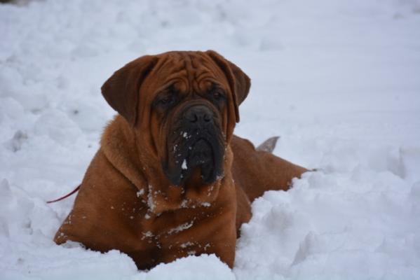 Heavenly Dogue Montani Semper Liberi | Dogue de Bordeaux 