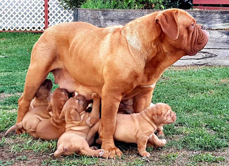 Deauxrogue Running On Empty | Dogue de Bordeaux 