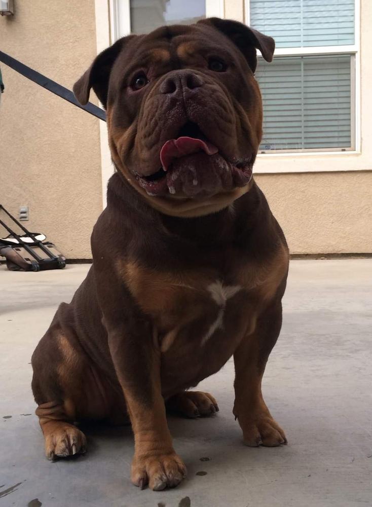 Rockabullz' the Hulk | Olde English Bulldogge 