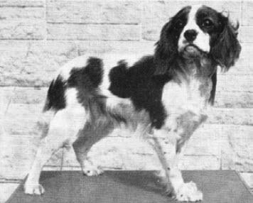 Cobblehill Peach Blossom | Cavalier King Charles Spaniel 