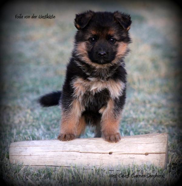 Voila Von Der Westkuste | German Shepherd Dog 