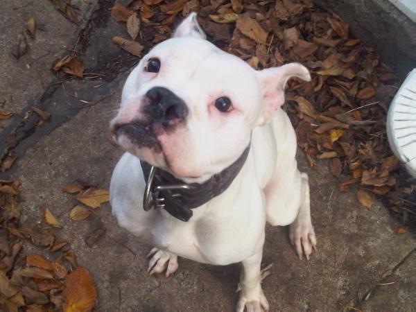 Six Sigma's Gigi | American Bulldog 