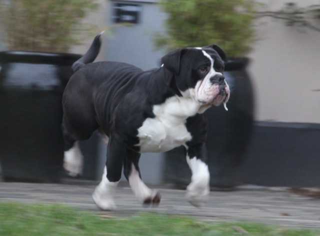 Ostergaard's King Kong | Olde English Bulldogge 