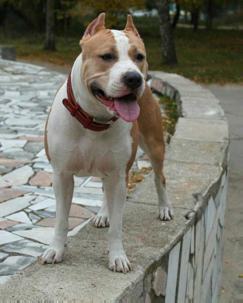 Darling Cristal | American Staffordshire Terrier 