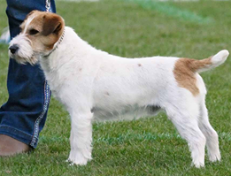 Ashlands Mastercard | Jack Russell Terrier 