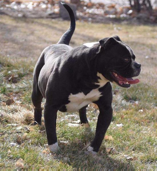 P4P's Rebullution | Olde English Bulldogge 