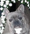 HRH Sir Frankington Fitzallen | French Bulldog 