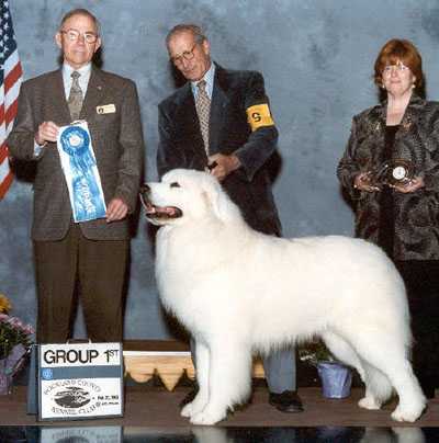 Pyrless Fast Forward | Great Pyrenees 