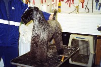 Perrisblu Emperor | Kerry Blue Terrier 