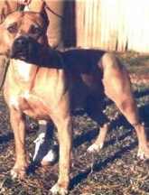 Patton's Red Rock Nefertiti | American Staffordshire Terrier 