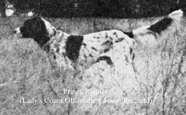 Prince Rodney (Lady's Count Gladstone x Jessie Rodfield) | English Setter 