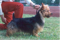 Bluepepper's Wilhelm Tell | Australian Terrier 