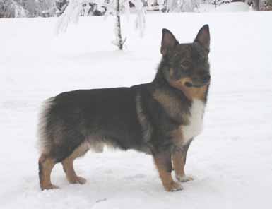 SKOGSRÖVARENS CLAES | Swedish Vallhund 