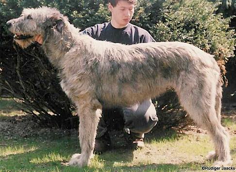 Occuli von der Oelmühle | Irish Wolfhound 