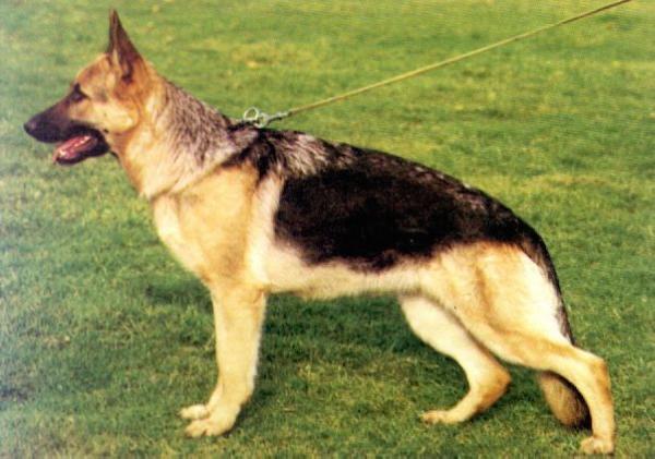 Ora von Adeloga | German Shepherd Dog 