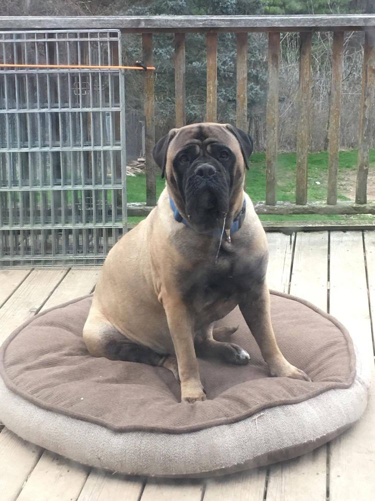 Bullstock's Brooklyn Sundance | Bullmastiff 