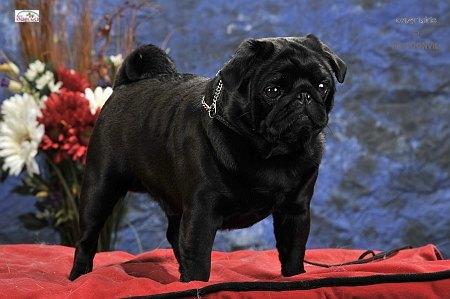 diamond black du castel des armandia | Pug 