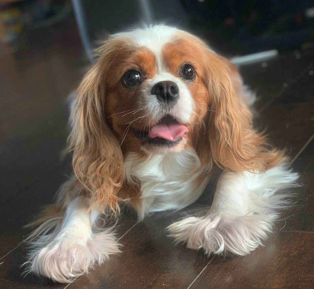 Princess Fifi Fiona | Cavalier King Charles Spaniel 