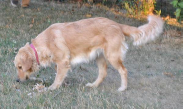 Sweetie Pie of Byall Acres | Golden Retriever 