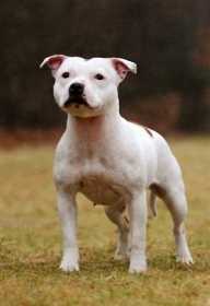 Benlui`s Dutch Dreamgirl | Staffordshire Bull Terrier 