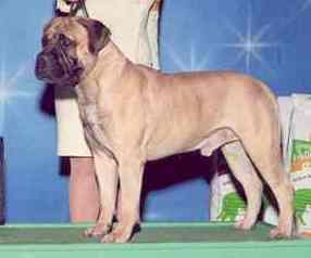 Royal Remingson Stealsaheart | Bullmastiff 