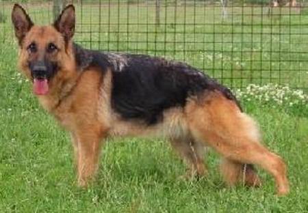 Odessa vom Lindenblatt | German Shepherd Dog 