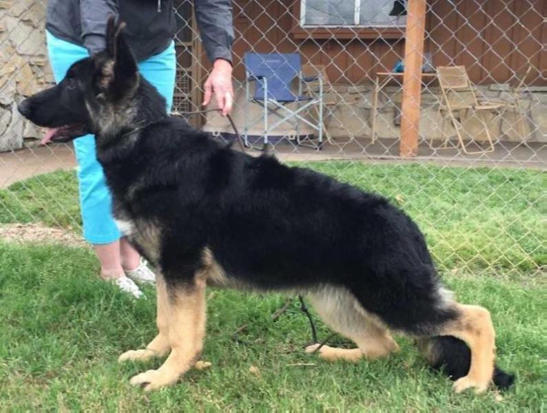 Makintrax Oliver Stone Cross Timbers | German Shepherd Dog 