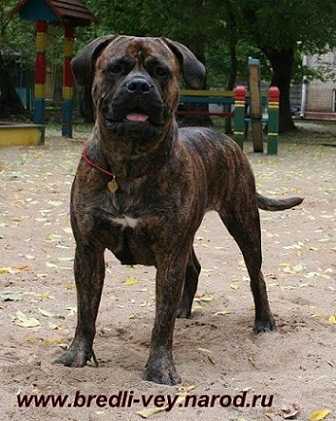 Istelia Bredli Vey | Bullmastiff 