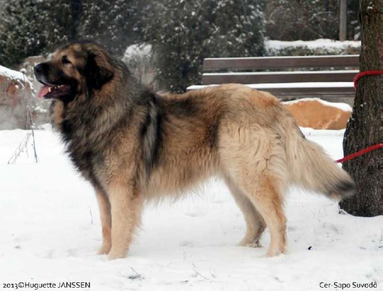 CER SAPO SUVODO | Yugoslavian Shepherd Dog-Sarplaninac 