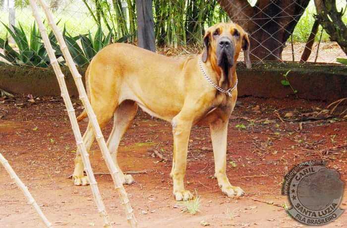 ONÇA DA VOZ DO VENTO | Fila Brasileiro 