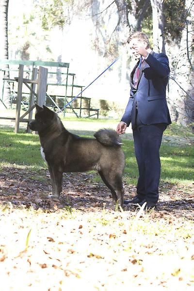 Bareyca Volmaan Brownie | Akita 