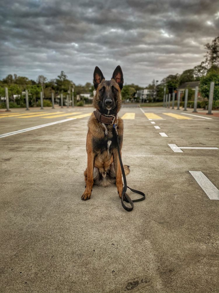 Bork Bork | Belgian Malinois 