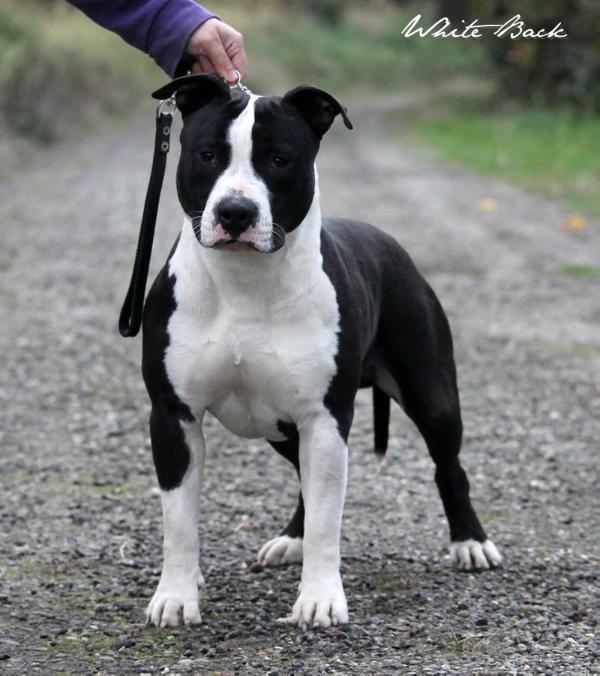 White Back History of my heart | American Staffordshire Terrier 