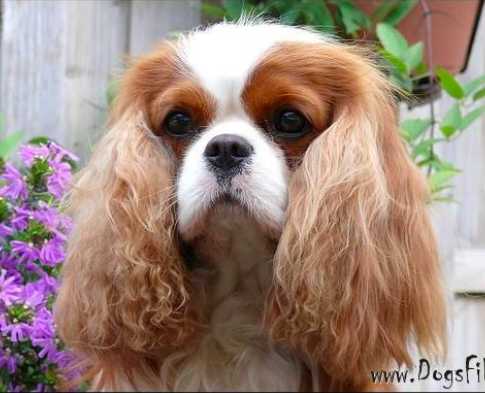 Maibee Crawford | Cavalier King Charles Spaniel 