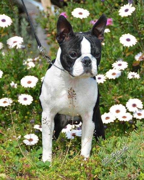 ChriMaso's Follow The Yellow Brick Road | Boston Terrier 