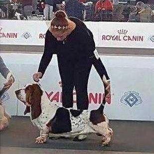 Orvoshàzi Hosszukanyar Haward | Basset Hound 