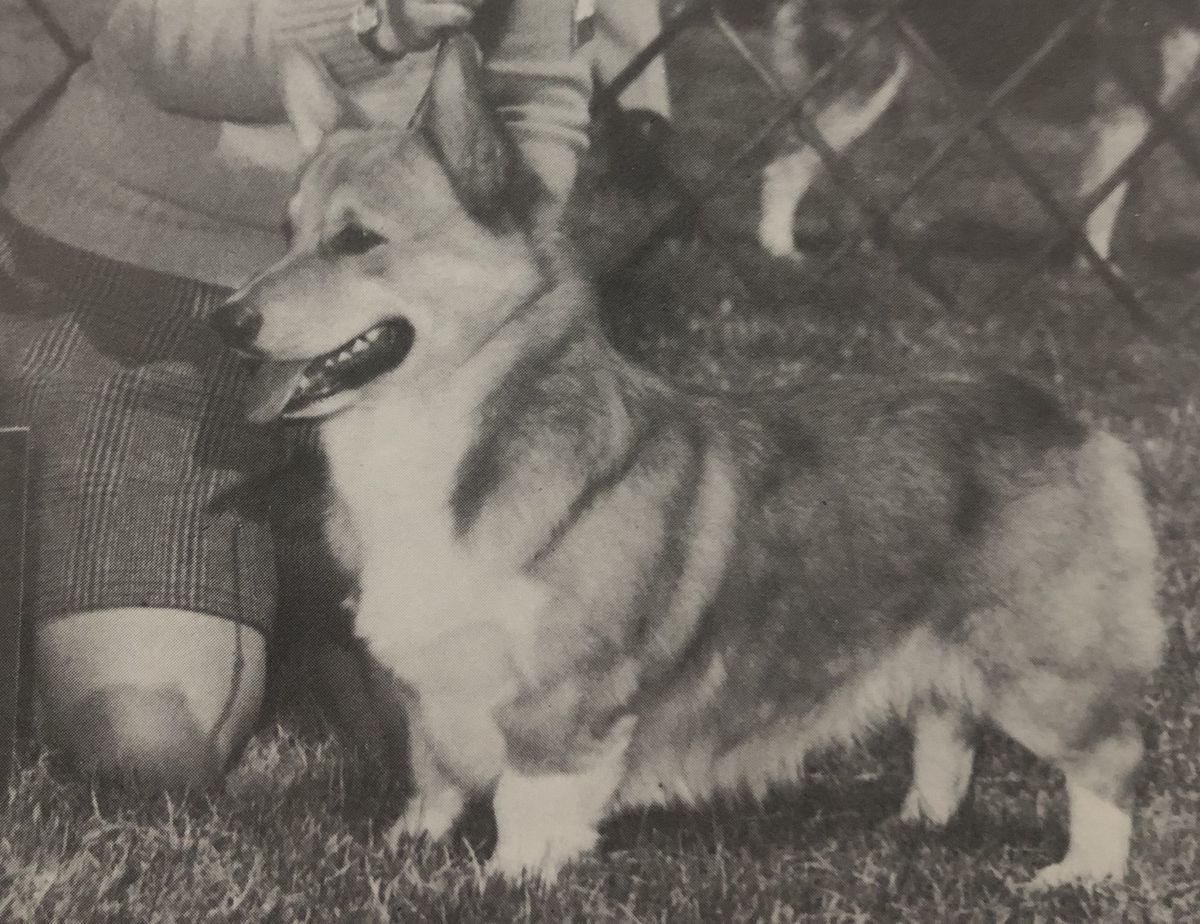 Bigdrum's Only Wey To Go | Pembroke Welsh Corgi 