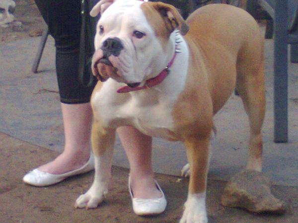 FamousBulls Valencia | American Bulldog 