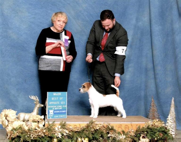 Foxfield Raindrops On Roses | Jack Russell Terrier 