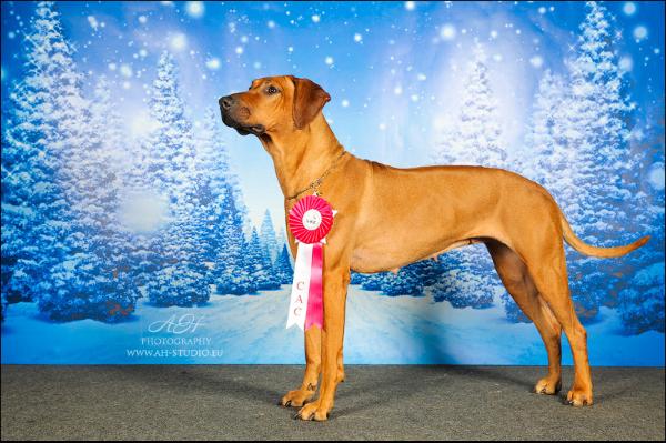 Uornesh Sahara Godsent Jafari | Rhodesian Ridgeback 