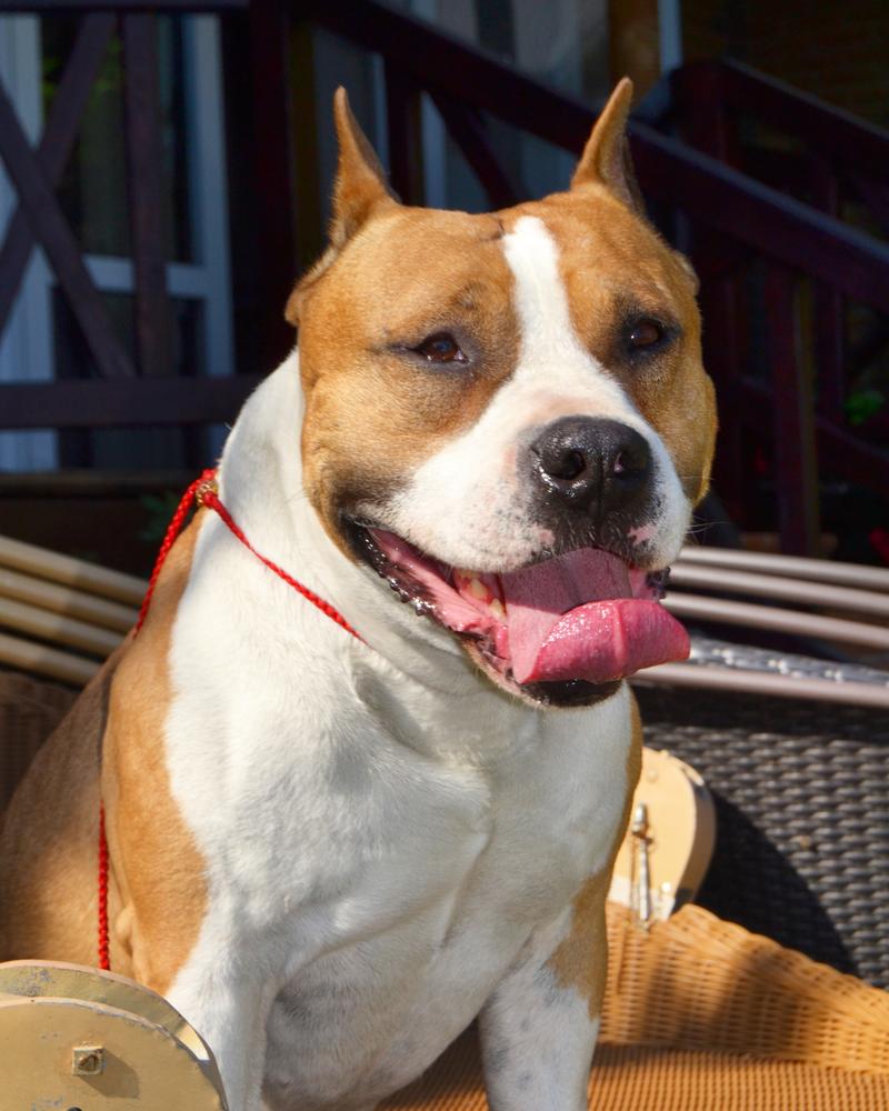 PAX VERILIS TEDDY BEER | American Staffordshire Terrier 