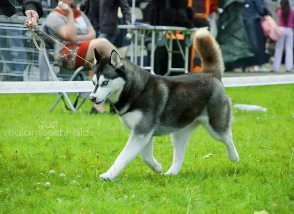 Running On Waves Kattyval | Siberian Husky 