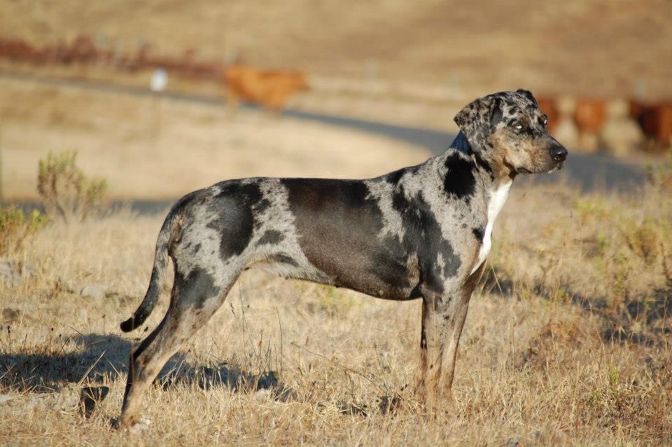 Lil' Diablo's Bailey | Catahoula Leopard Dog 