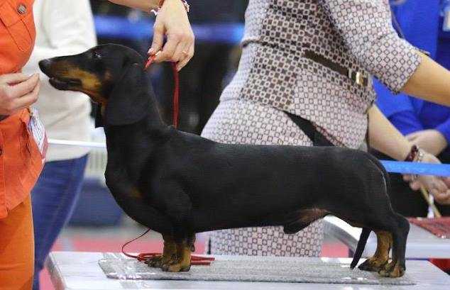 EmDash DOUGLAS | Dachshund 