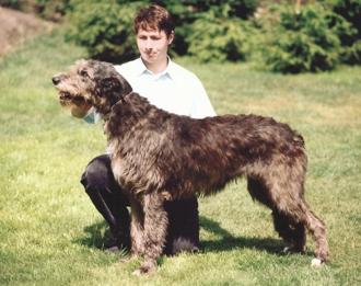 Mighty Hunter's Dark Tiny | Irish Wolfhound 
